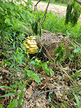 Click to enlarge Golden Oyster Mushroom 28