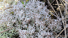 Gray Reindeer Lichen