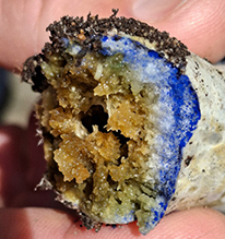 Indigo Milk Cap 24