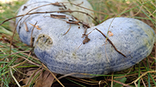Indigo Milk Cap 27