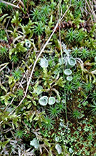 Mealy Pixie Cup 02