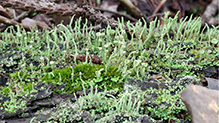 Mealy Pixie Cup 04