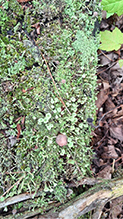 Mealy Pixie Cup 05