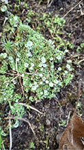Mealy Pixie Cup 10