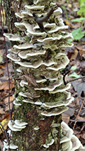 Mossy Maze Polypore - Featured photo