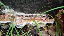 Click to enlarge Mossy Maze Polypore 05