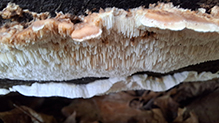 Click to enlarge Mossy Maze Polypore 06