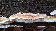 Click to enlarge Mossy Maze Polypore 07