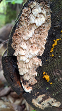 Click to enlarge Mossy Maze Polypore 08