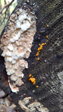 Click to enlarge Mossy Maze Polypore 09