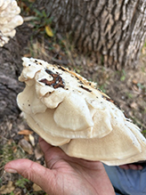 Northern Tooth 11