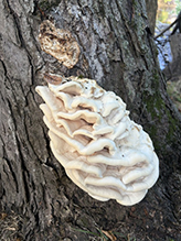 Northern Tooth 12