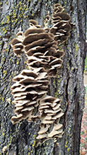 Click to enlarge Northern Tooth 14