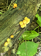 Orange Mycena 04