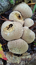 Click to enlarge Pear-shaped Puffball 38