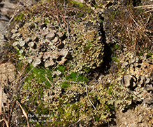 Pebbled Pixie Cup - Featured photo