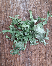 Sinewed Bushy Lichen 11