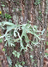 Sinewed Bushy Lichen 13