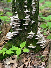 Violet-toothed Polypore 14