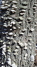 Violet-toothed Polypore 15