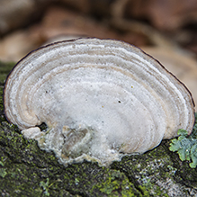 Violet-toothed Polypore - Featured photo