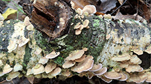 Violet-toothed Polypore 17