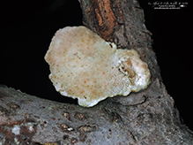 Click to enlarge White Cheese Polypore 06