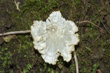White Fan Fungus (Neocotylidia diaphana)