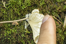 White Fan Fungus (Neocotylidia diaphana)