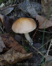Wrinkled Cortinarius - Featured photo