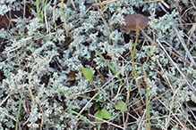 Woolly Foam - Featured photo