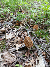 Click to enlarge Yellow Morel 11