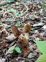 Click to enlarge Yellow Morel 12