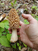 Click to enlarge Yellow Morel 14