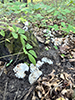 Aborted Entoloma