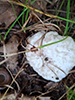 Aborted Entoloma