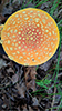 American Yellow Fly Agaric