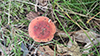 Beautiful Russula