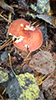 Beautiful Russula