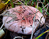 Beautiful Russula