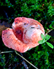 Beautiful Russula