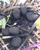 Carbon Balls