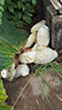 Common Stinkhorn