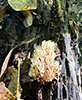 Crown-tipped Coral