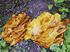 Eastern American Jack-o’-Lantern Mushroom