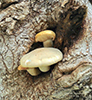Elm Oyster