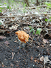 Gabled False Morel