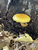 Golden Pholiota