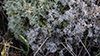 Gray Reindeer Lichen