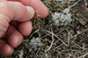 Gray Reindeer Lichen
